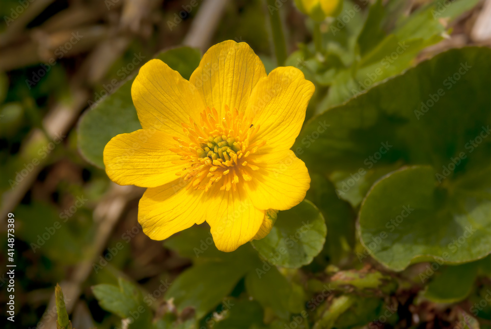 Marsh Marigold (Caltha palustris) Chowiet Island, Semidi Islands, Alaska, USA Marsh Marigold (Caltha palustris) Chowiet Island, Semidi Islands, Alaska, USA