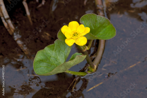 Marsh Marigold (Caltha palustris) Chowiet Island, Semidi Islands, Alaska, USA photo