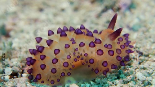 Janolus Nudibranch Sea Slug Crawls Slithers Quickly Over Sandy Bottom photo