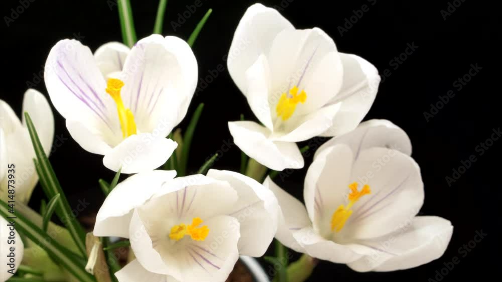 Timelapse, interval video, of a bouquet of a white crocus flower blooming on a black background. Crocus buds slowly open their petals. Black background. Spring mood. Timelapse, interval video, of a bouquet of a white crocus flower blooming on a black background. Crocus buds slowly open their petals. Black background. Spring mood.