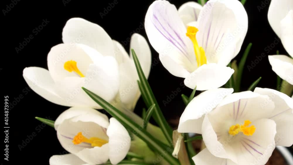 Timelapse, interval video, of a bouquet of a white crocus flower blooming on a black background. Crocus buds slowly open their petals. Black background. Spring mood. Timelapse, interval video, of a bouquet of a white crocus flower blooming on a black background. Crocus buds slowly open their petals. Black background. Spring mood.