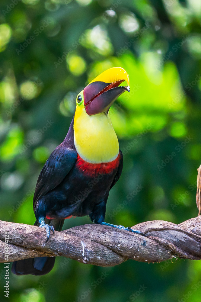 Bird with open bill, Chesnut-mandibled Toucan sitting on the branch in tropical rain with green jungle in background. Wildlife scene from nature. Bird with open bill, Chesnut-mandibled Toucan sitting on the branch in tropical rain with green jungle in background. Wildlife scene from nature.