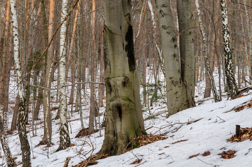 Fototapeta Naklejka Na Ścianę i Meble -  drzewo