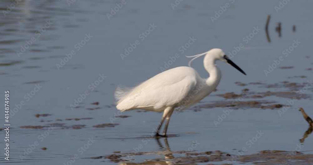 The little egret catching fish in shallow water from Crna Mlaka The little egret catching fish in shallow water from Crna Mlaka