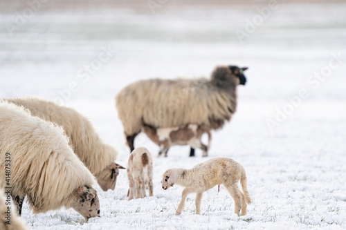 Flock of sheep with lambs, eating grass covered with snow. a newborn lamb that still has blood on its navel. Winter on the farm. Selective focus, blur