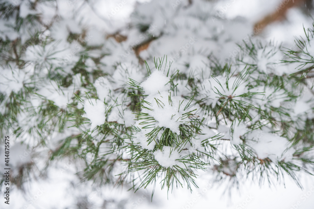 Branches of a fir tree in the snow in the winter forest