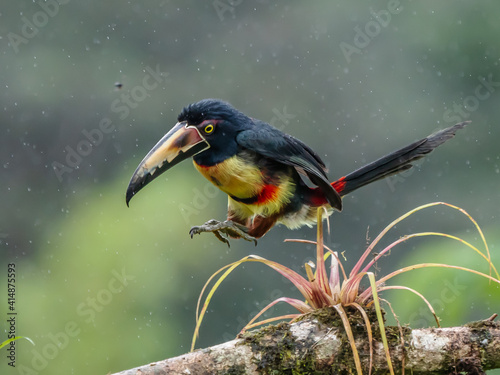 Fiery-billed Aracari - Pteroglossus frantzii is a toucan, a near-passerine bird. It breeds only on the Pacific slopes of southern Costa Rica and western Panama photo