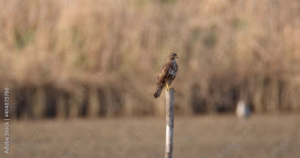 The buzzard on a fishpond of Crna Mlaka The buzzard on a fishpond of Crna Mlaka