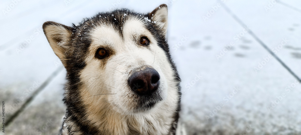 Alaskan Malamute Dog during a winter snowing day in Italy. Domestic animal pictures , Alaskan Malamute is similar to siberian Husky but bigger , more similar to a Wolf than to a dog. POV Alaskan Malamute Dog during a winter snowing day in Italy. Domestic animal pictures , Alaskan Malamute is similar to siberian Husky but bigger , more similar to a Wolf than to a dog. POV