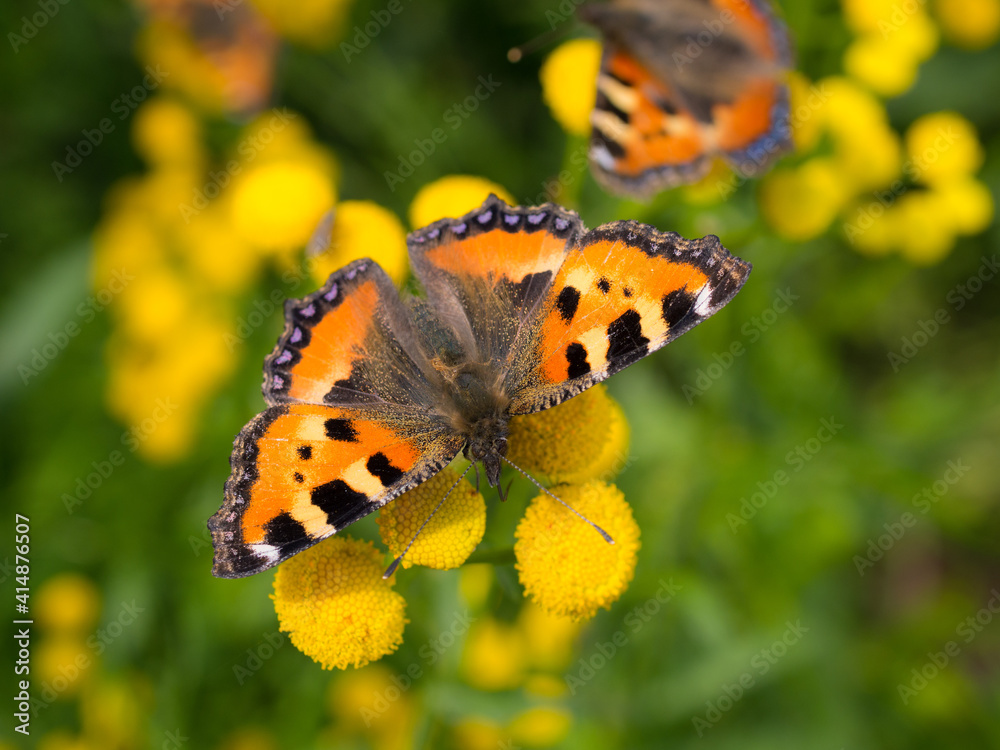 Obraz premium bright butterfly close up