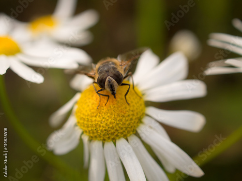 pollination close up