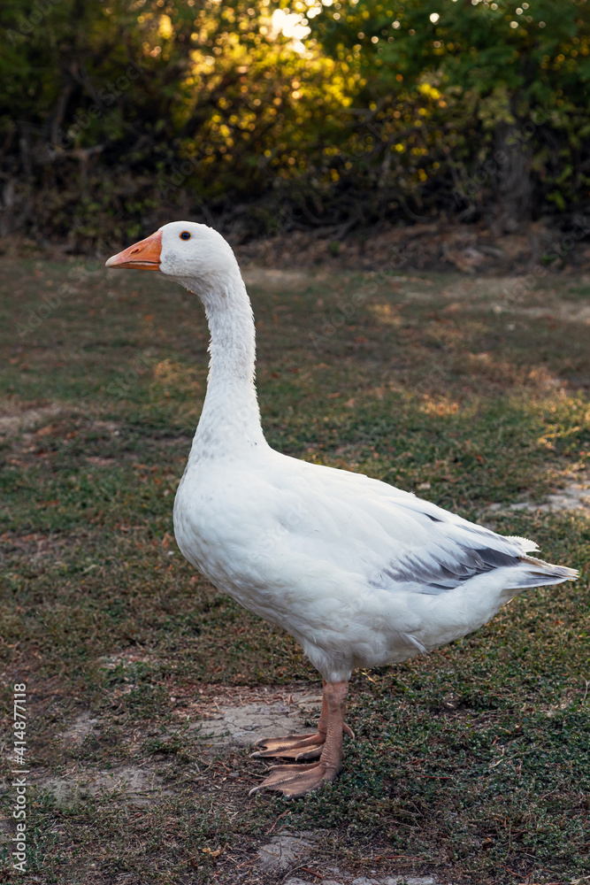 Gray geese on the farm. Keeping and breeding poultry in natural conditions. Gray geese on the farm. Keeping and breeding poultry in natural conditions.