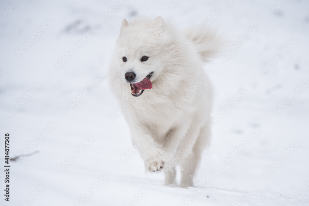 Samoyed white dog is running on snow outside Samoyed white dog is running on snow outside