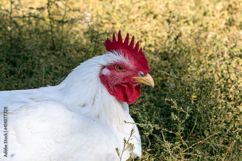 White rooster of broiler breed sits on green grass. Poultry close-up portrait. 