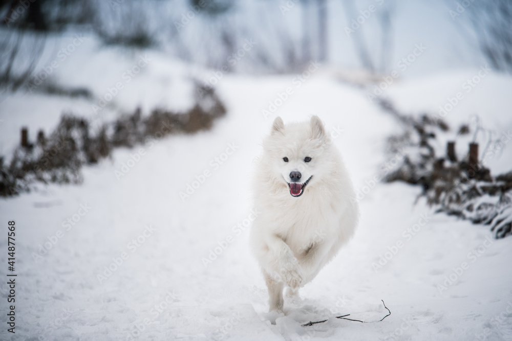 Samoyed white dog is running on snow outside