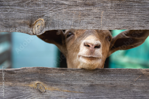 Goat's nose close up. Attentive and funny animals are raised by people for milk and meat. Selective focus, close-up. 