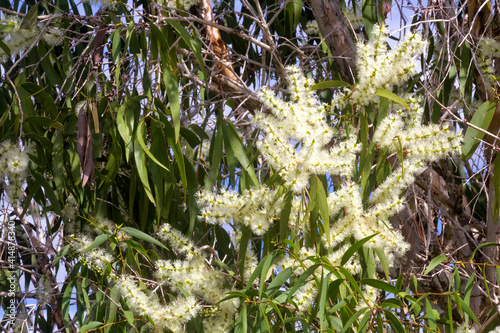 Lemon bottlebrush growing on the Atherton Tableland in Tropical North Queensland, Australia