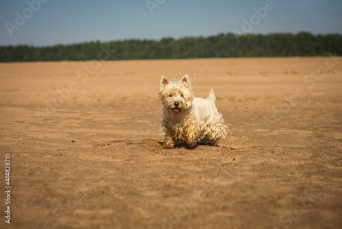 West high white Terrier plays in the wet sand, selective focus