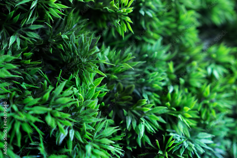 Green grass as background for designers Green grass as background for designers