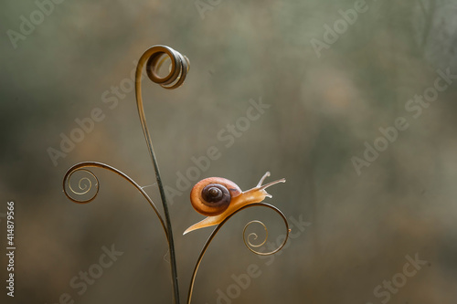 Small Snail on Leaf Edge of Kalaweit photo