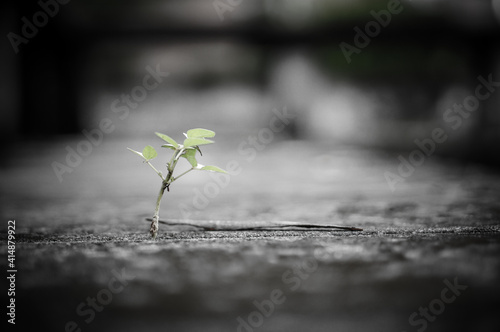 Принти на полотні Plant growing out from concrete life from unexpected place against all odds hope