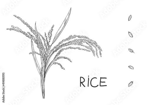 Hand drawn sketch black and white of rice, ear, leaf, grain. Vector illustration. Elements in graphic style label, card, sticker, menu, package. Engraved style illustration.