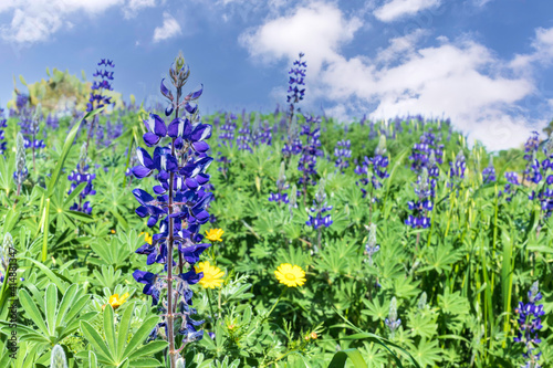 A field of blooming wild flowers of lupins against the background of the sky with clouds.