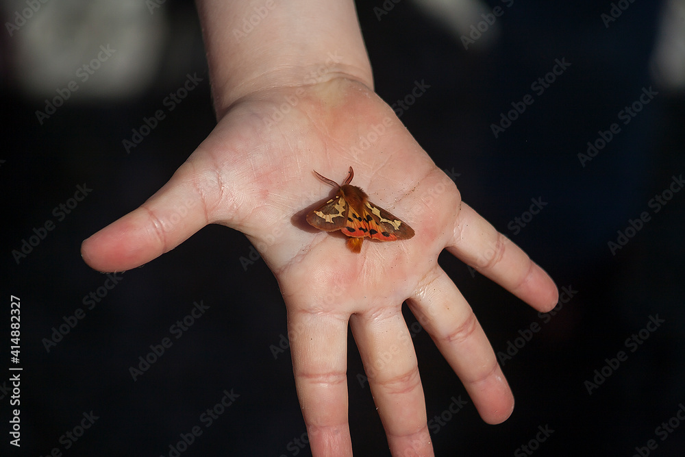 Fototapeta premium Moth in a child's hand