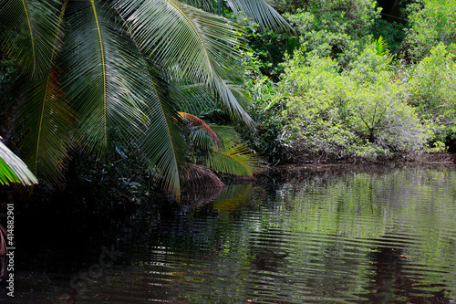 Tropische Pflanzen in einem kleinen Teich  Seychellen  Afrika