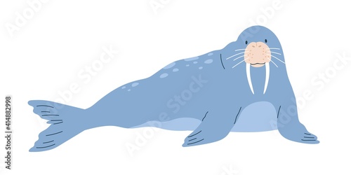 Cute and funny blue walrus with tusks lying and relaxing. Happy arctic animal character isolated on white background. Childish colored flat cartoon vector illustration