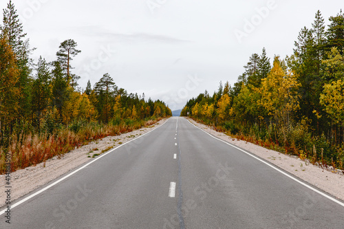 beautiful asphalt road surrounded by forest