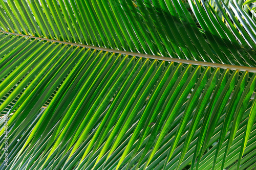Gr  ne Palmbl  tter  Tropenpflanze  detail  Nahaufnahme