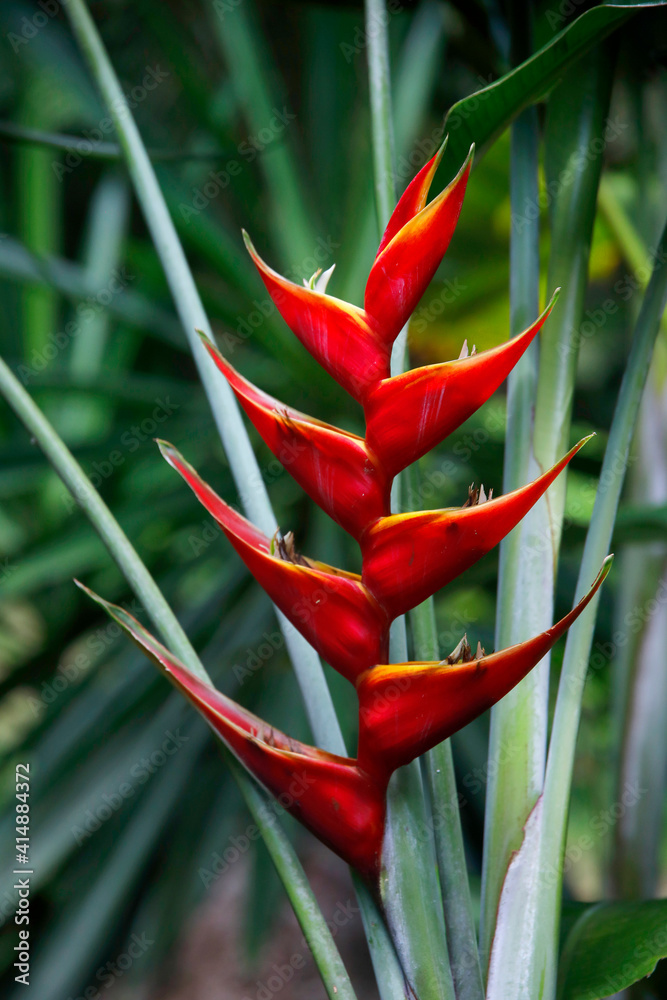philodendron squamipetiolatum Philodendron squamipetiolatum