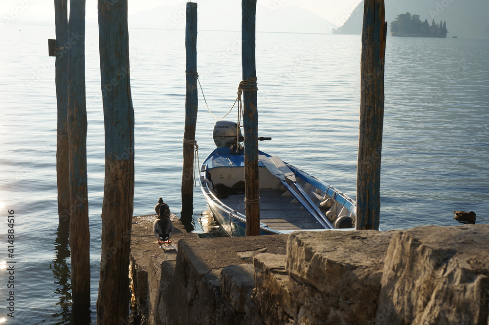 Fototapeta premium ducks on the lake