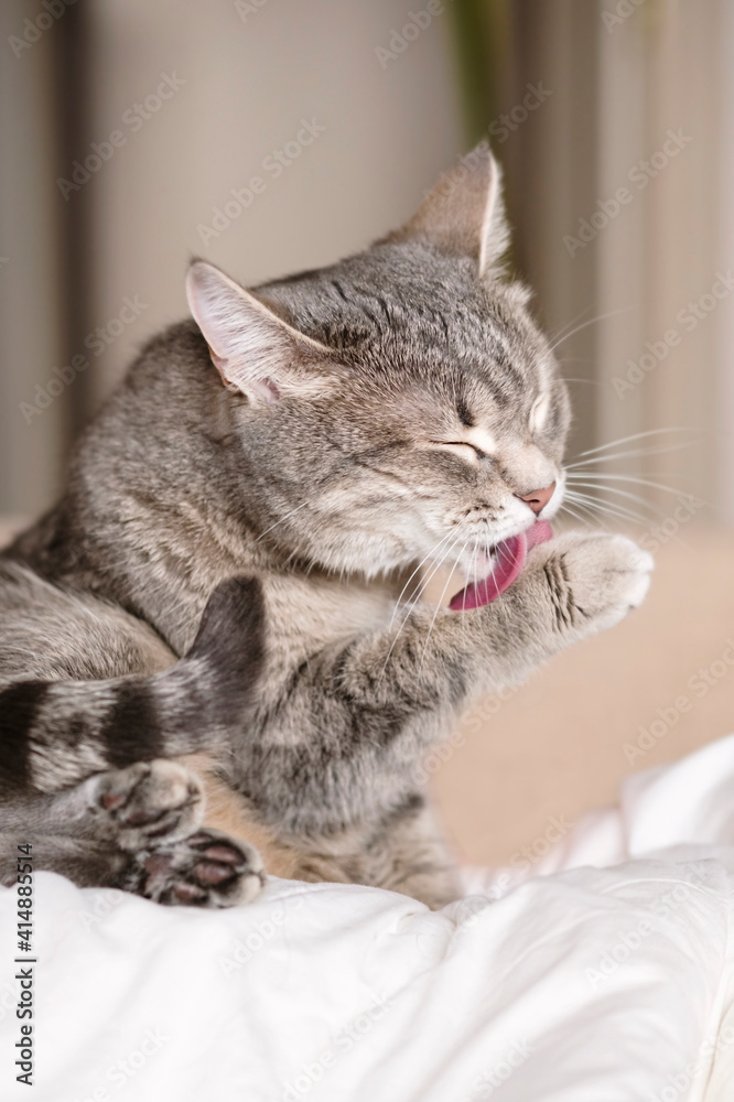 A domestic tabby gray cat sits on the couch and washes. Cat hygiene. Selective focus.