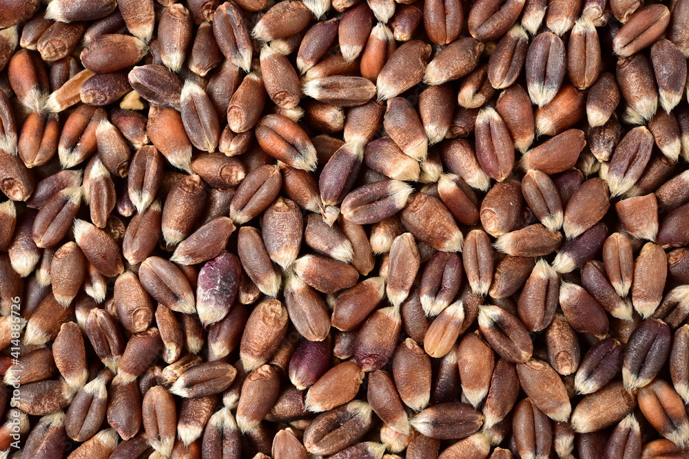organic whole grain wheat kernels on white background organic whole grain wheat kernels on white background
