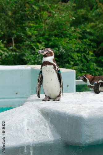 penguin on the rocks
