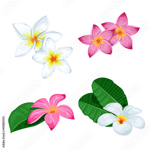 Plumeria flowers set. Pink and white blooming floral with leaves and in group. Tropical flowers collection for greeting cards and invitations. Vector illustrations.