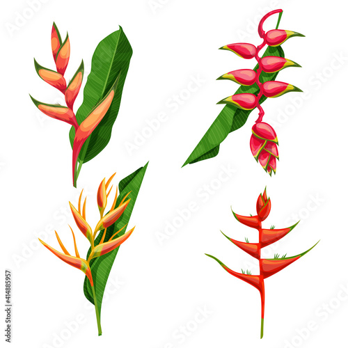 Different types of tropical flowers Heliconia. Heliconia bihai, rostrata and others. Blooming tropical floral. For wedding invitations and greeting cards. Vector illustrations. photo