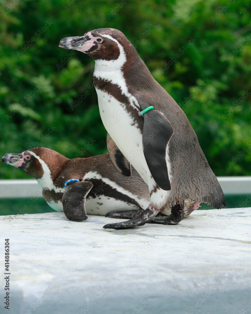 Obraz premium penguin on the rocks