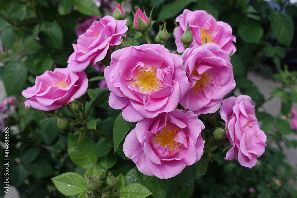 Multiple pink semi double flowers of roses in May