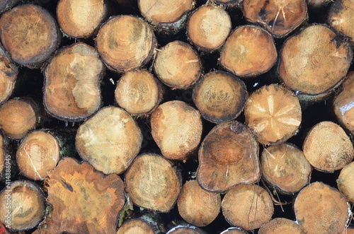Logs in a logging operation. Rondins de bois dans une exploitation foresti  re. Montagnes d Auvergne  France