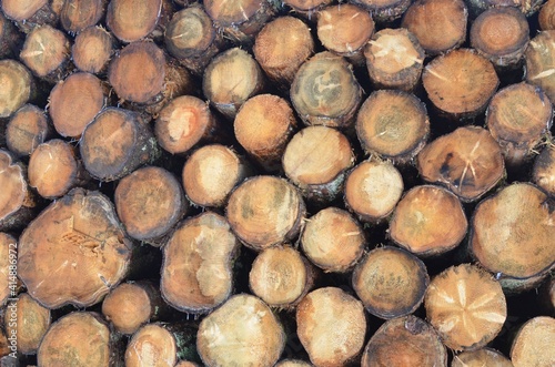 Logs in a logging operation. Rondins de bois dans une exploitation forestière. Montagnes d'Auvergne, France
