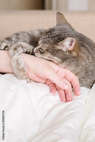 Fototapeta Naklejka Na Ścianę i Meble -  Aggressive gray cat attacked the owner’s hand. Beautiful cute cat playing with woman hand