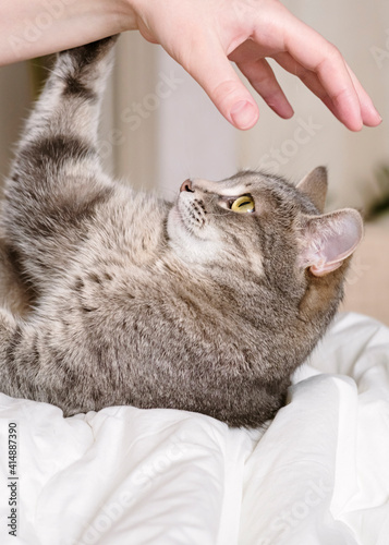 Aggressive gray cat attacked the owner’s hand. Beautiful cute cat playing with woman hand