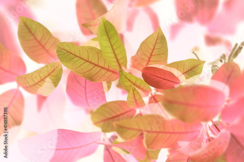 Colorful pink and soft green leaves background and romance leaf textured