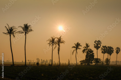 scenery of silhouette Sugar palm tree and coconut trees on the rice field during twilight sky in the morning  landscape Thailand