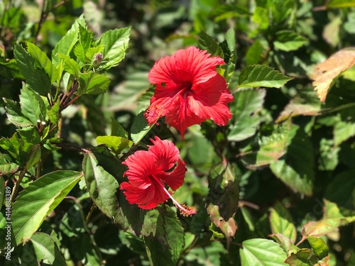 fiore flowers rosso
