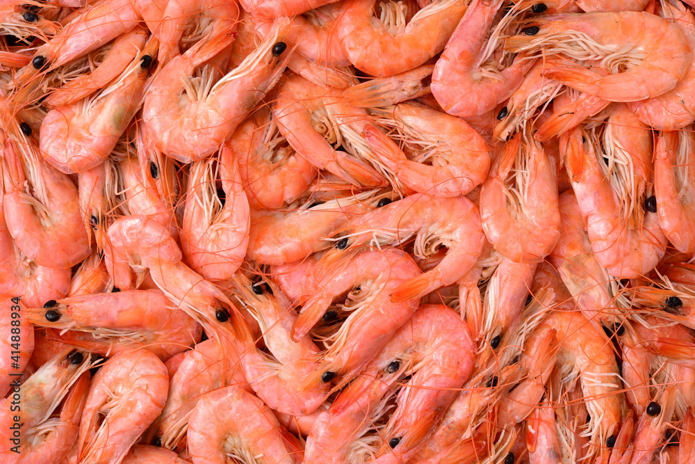 fresh shrimps on the market fresh shrimps on the market
