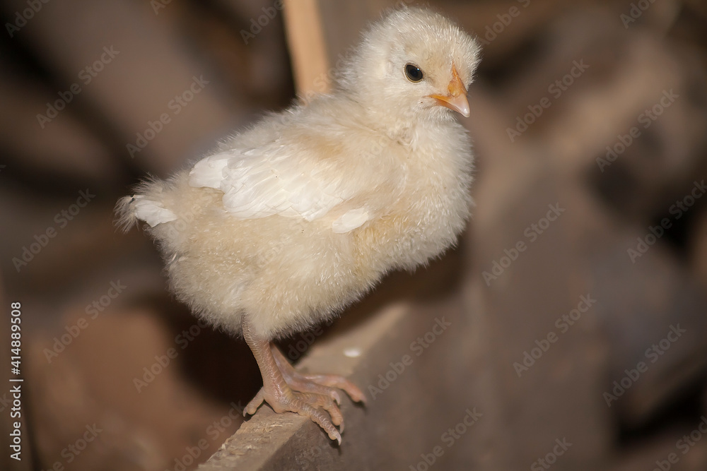 Chick Chick
